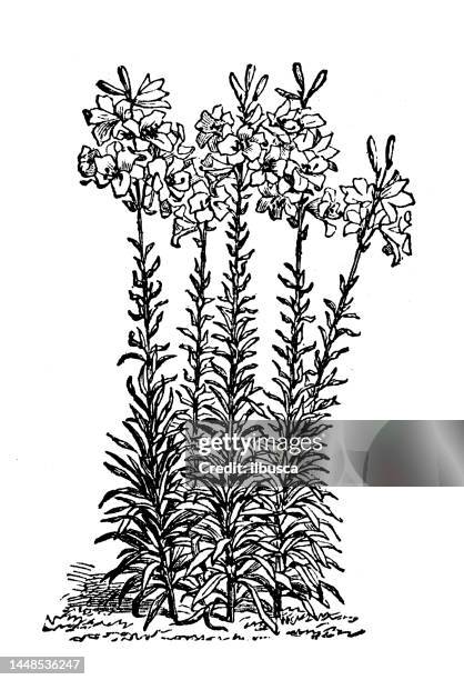 antique engraving illustration: white lily - white lily illustration stock illustrations