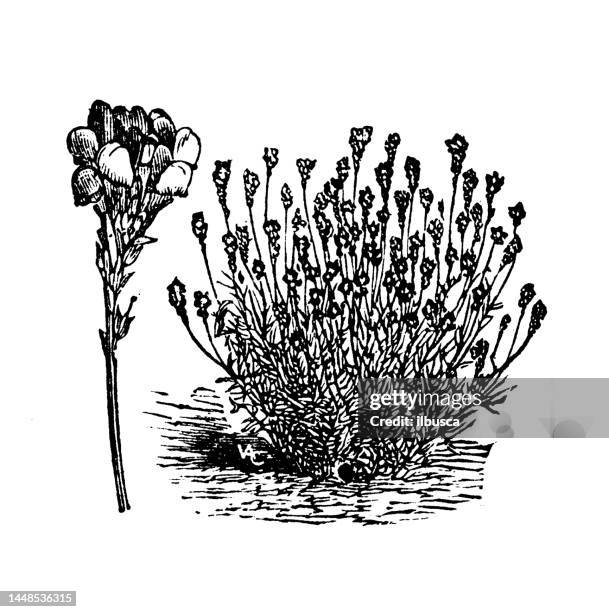 antique engraving illustration: linaria reticulata - iris reticulata stock illustrations