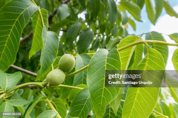 close-up of walnuts on a walnut tree - walnut tree stock pictures, royalty-free photos & images