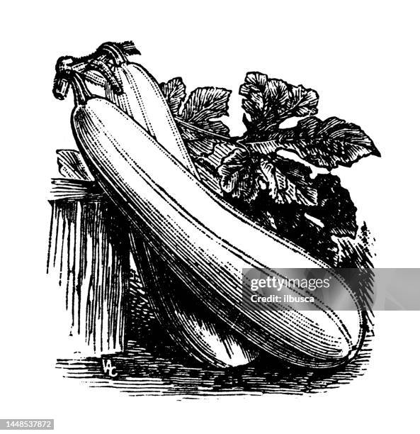 stockillustraties, clipart, cartoons en iconen met antique engraving illustration: gourd, white vegetable marrow - mergpompoen