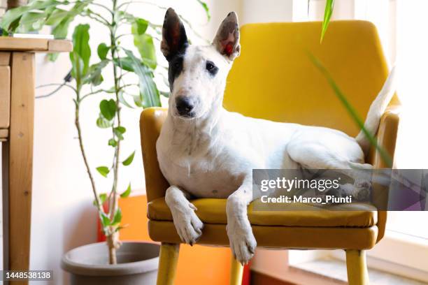 dog bull terrier sitting on a yellow chair - bullterrier bildbanksfoton och bilder