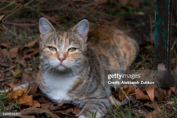 a lonely cat or a cat walks through the city streets. portrait of a sad abandoned or lost cat waiting and looking for its owner. a homeless, hungry, sterilized and vaccinated cat. an untamed cat that has run away from home is lying on dry autumn foliage. - lost stock pictures, royalty-free photos & images