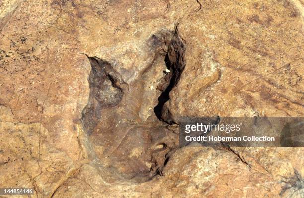 Dinosaur Footprint in Rock, Otjihaenamaparero, Namibia, Africa
