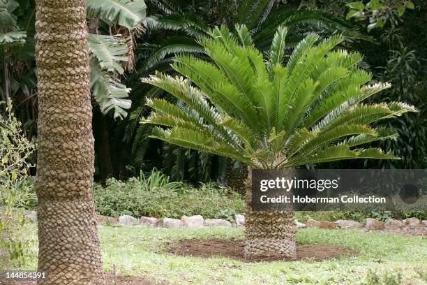 Cycad, known as Living Fossils Kirstenbosch Botanical Gardens, Constantia, Cape Town, South Africa