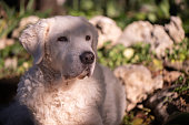Large white Kuvasz dog
