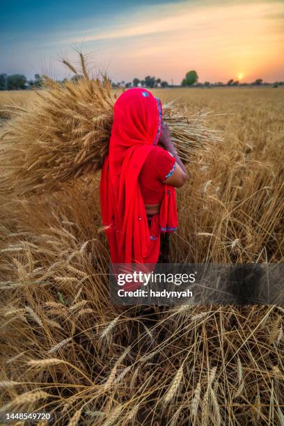 indian woman carrying a wheat, india. - indian village people stock pictures, royalty-free photos & images