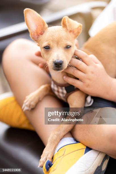 niña en la calle con su perro cachorro - cachorro perro stockfoto's en -beelden