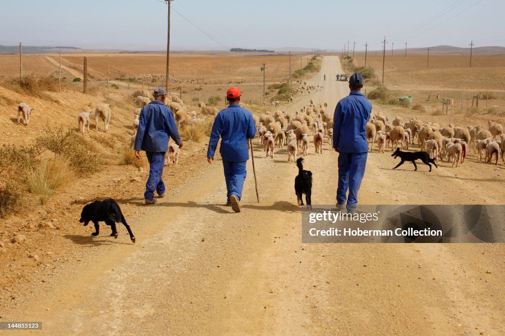 Shephards and sheep herd