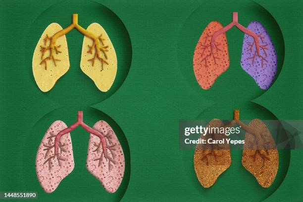 respiratory system.lungs - respiratory system stock-fotos und bilder