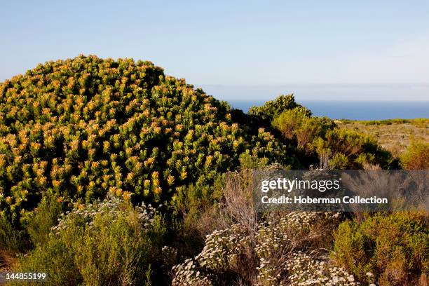 Cape Peninsula National Park, Cape of Good Hope