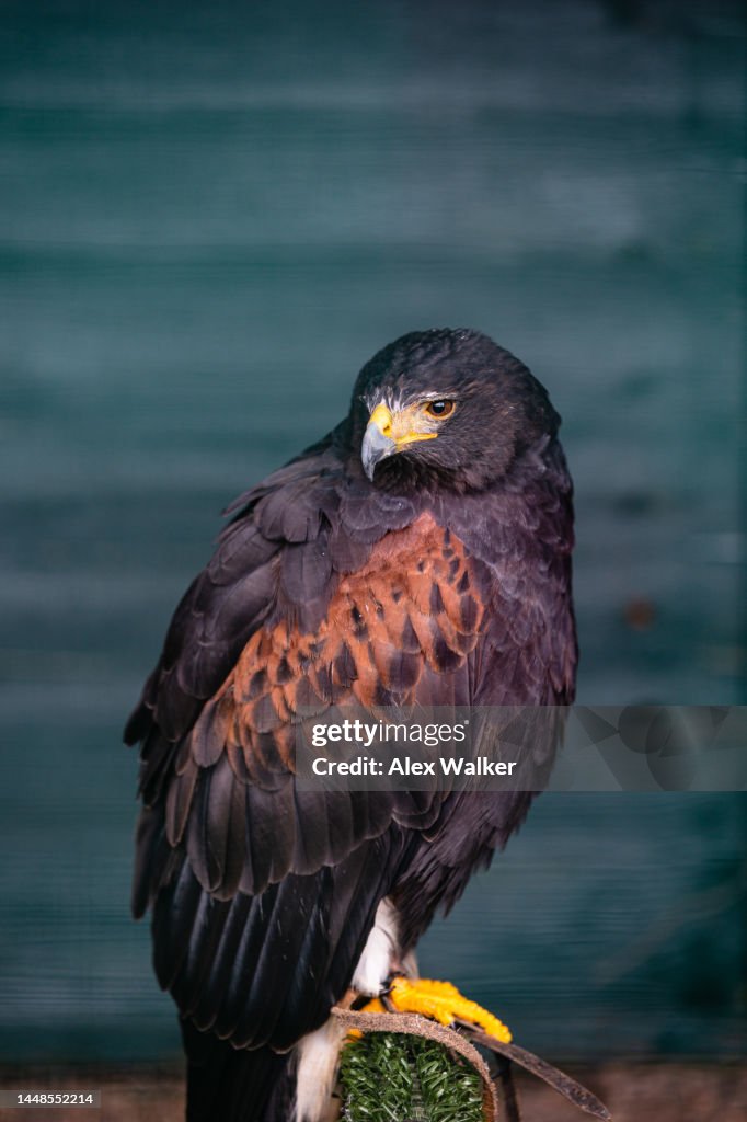 Harris Hawk standing on a perch, Scotland, UK