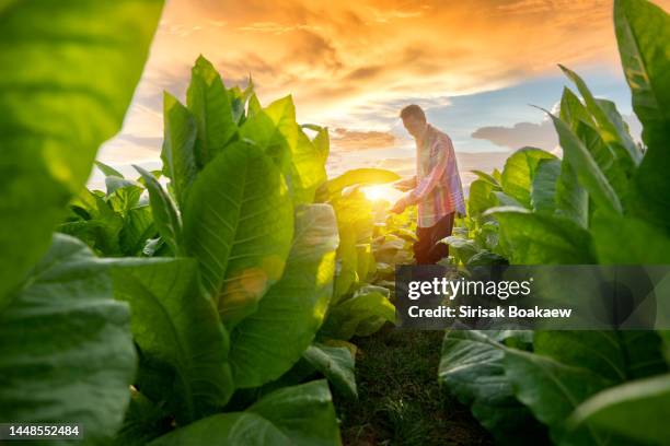 agriculture worker analyzing crop data with tablet - crisp stock pictures, royalty-free photos & images
