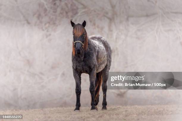 portrait of thoroughbred horse standing on field,powhatan state park,united states,usa - andalusian horse stock pictures, royalty-free photos & images