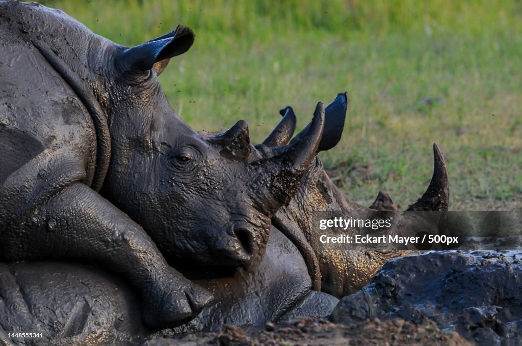 Close-up of white southern white rhinoceros on field,Sabi Sands Game Reserve,South Africa