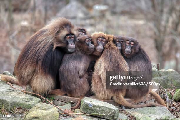 close-up of monkeys sitting on rock,czech republic - baboons stock-fotos und bilder