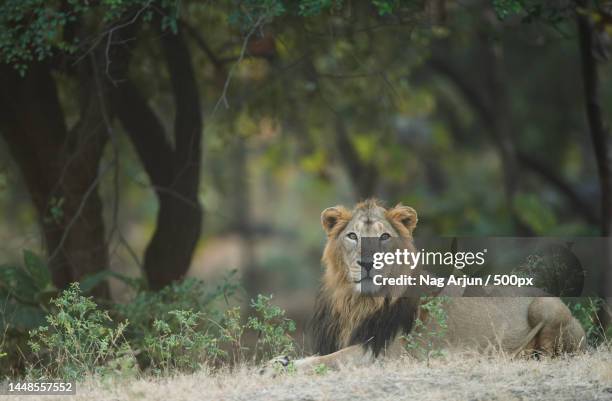 portrait of lion standing on field,gir national park,gujarat,india - ギールフォーレスト国立公園 ストックフォトと画像