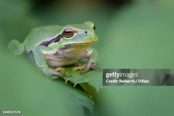 close-up of tree european tree frog on leaf,aschaffenburg,germany - rana arborícola fotografías e imágenes de stock