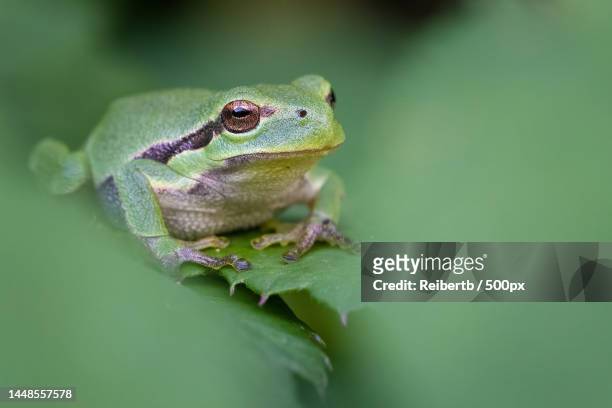 close-up of tree european tree frog on leaf,aschaffenburg,germany - tree frog stock pictures, royalty-free photos & images