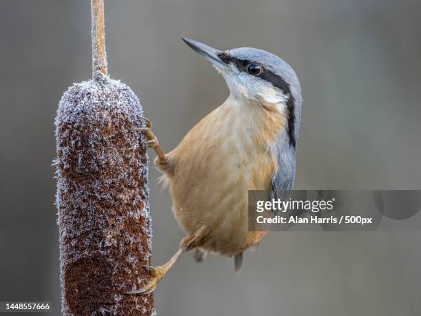 close-up of nuthatch perching on branch,united kingdom,uk - perch stockfoto's en -beelden