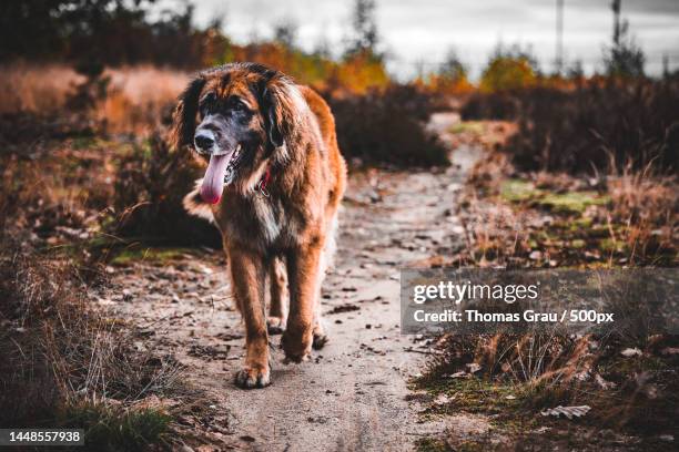 portrait of leonberger walking on field - leonberger stock-fotos und bilder