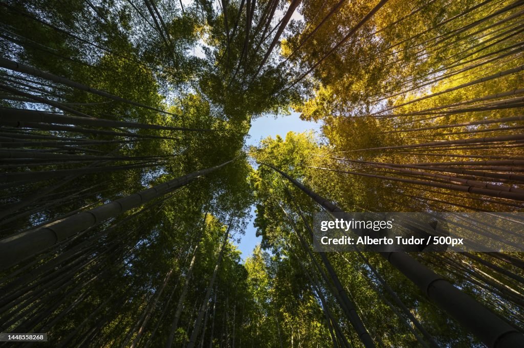 Photo Forest with trees close up High quality beautiful photo concept