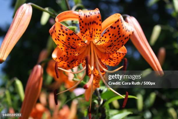 close-up of orange lily,pontiac,michigan,united states,usa - tiger lily flower foto e immagini stock