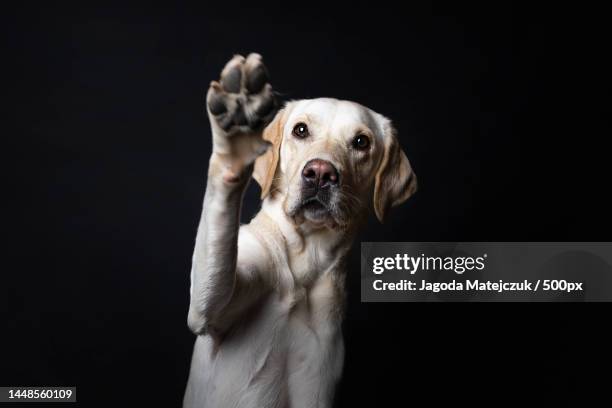 portrait of labrador retriever against black background,poland - yellow labrador retriever stock pictures, royalty-free photos & images