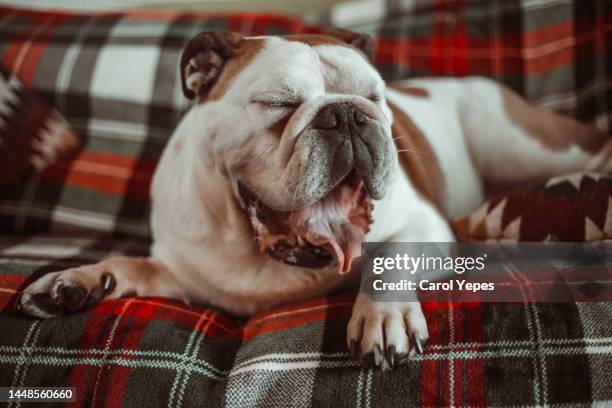 yawning english bulldog - bulldog inglés fotografías e imágenes de stock