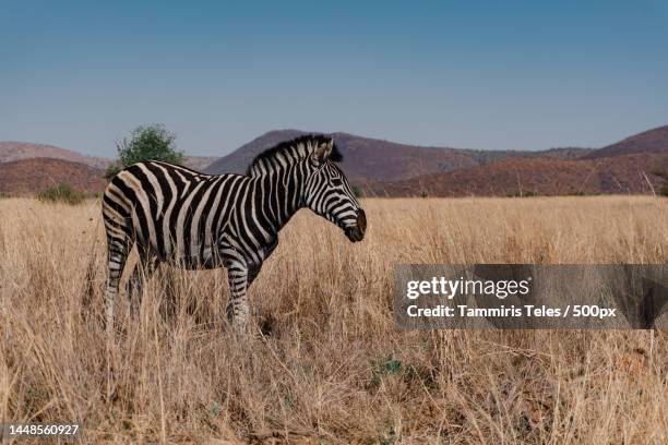 side view of plains burchells zebra standing on field,pilanesberg national park,south africa - joanesburgo stock pictures, royalty-free photos & images