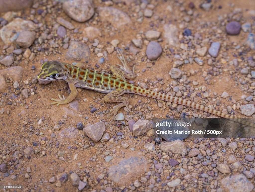 Close Up Picture Of A Cute Little Lizard In The Us Sun High-Res Stock ...