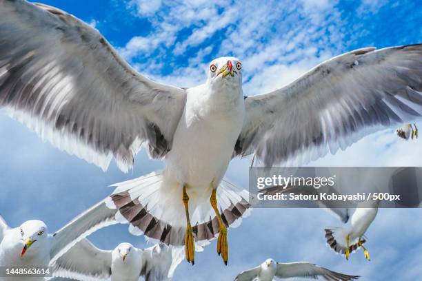 low angle view of seagulls flying against sky,hokkaido,japan - 翼を広げる ストックフォトと画像