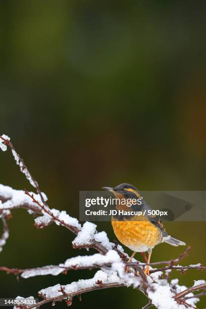 close-up of songdaurian redstart perching on branch during winter,bonney lake,washington,united states,usa - jd woods stock pictures, royalty-free photos & images