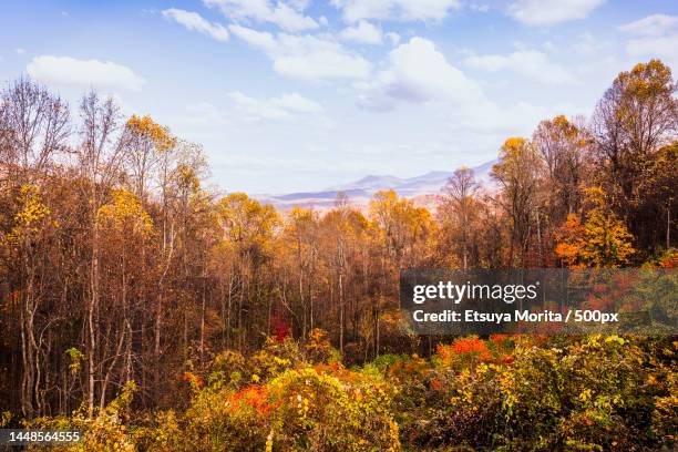 trees in forest against sky during autumn,pigeon forge,tennessee,united states,usa - pigeon forge stock-fotos und bilder