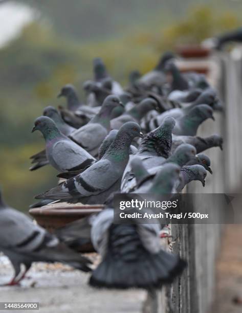 close-up of birds perching on wood,india - pigeon stock-fotos und bilder