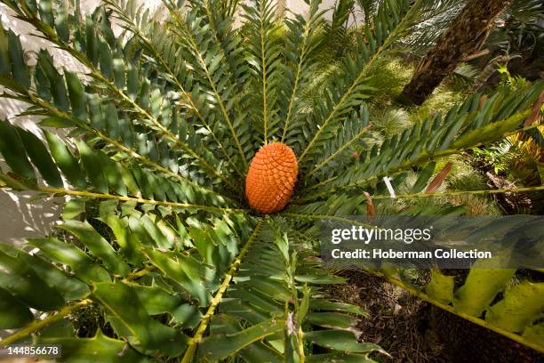 Cycad, South Africa