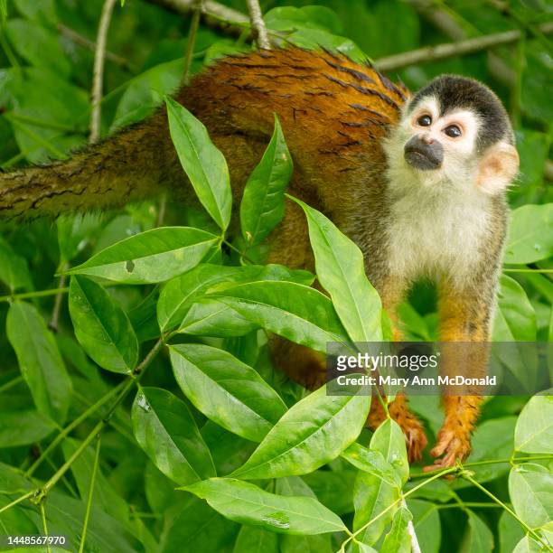 central american squirrel monkey in tree in costa rica - dödskalleapa bildbanksfoton och bilder