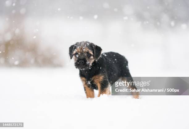 portrait of border terrier standing on snow covered field - border terrier fotografías e imágenes de stock