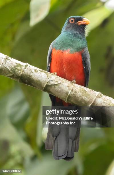 slaty-tailed trogon in costa rica - slaty tailed trogon stock pictures, royalty-free photos & images