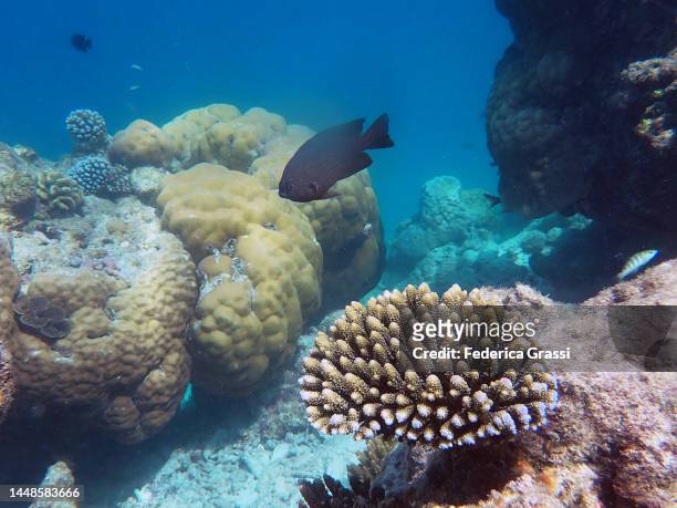 blalck damselfish, porites corals and acropora corals in maldivian lagoon - damselfish stock pictures, royalty-free photos & images
