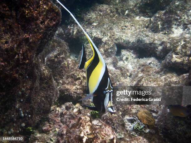 moorish idol (zanclus cornutus) on maldivian coral reef - halfterfisch stock-fotos und bilder