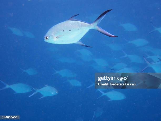 shoal of pompano (trachinotus baillonii), carangidae family and other jack fish - pferdekopf stock-fotos und bilder