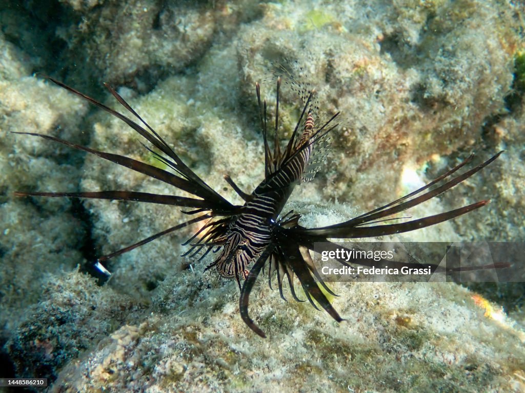 Lion Fish Roa Lionfish On Maldivian Coral Reef High-Res Stock Photo - Getty Images