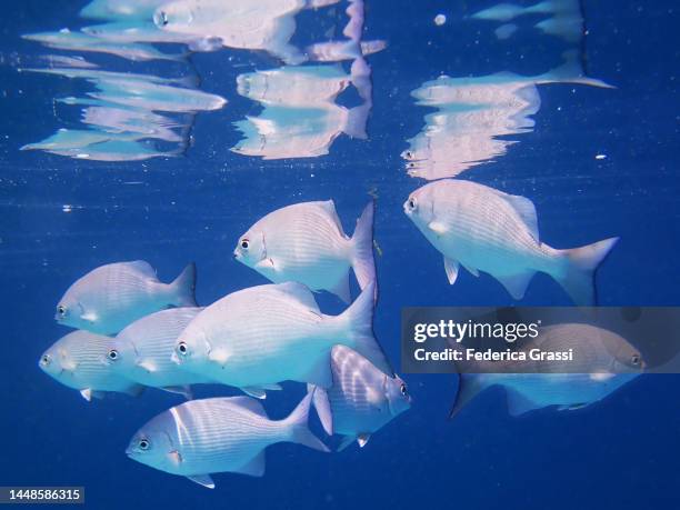 shoal of brassy chub (kyphosus vaigiensis), carangidae family and other jack fish - pferdekopf stock-fotos und bilder