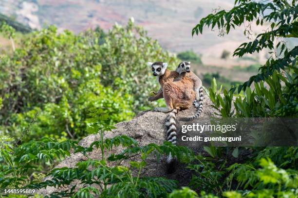 katta (maki catta), wildlife aufnahmen, madagaskar - maki stock-fotos und bilder
