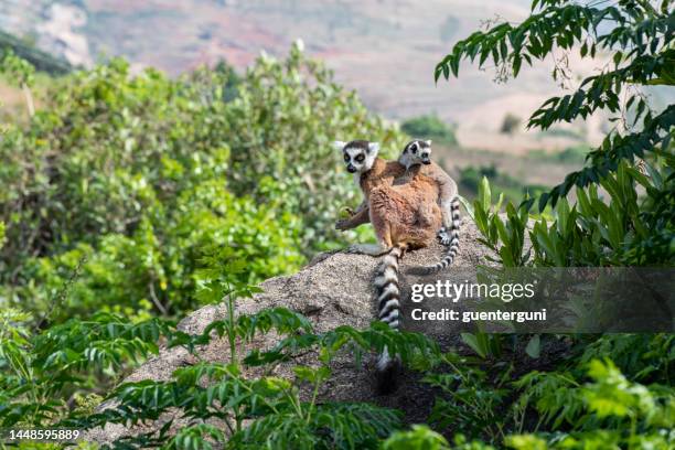 lémur de cola anillada (lémur catta), vida silvestre toma, madagascar - lémur de cola anillada fotografías e imágenes de stock