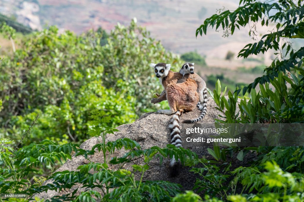 Ring-tailed lemur (Lemur catta), wildlife shot, Madagascar