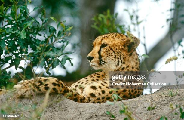 Relaxing Cheetah, Londolozi, South Africa, Africa