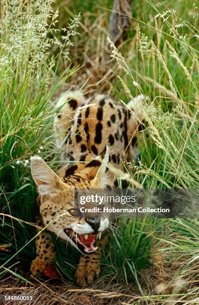 Pouncing Serval, Cape Town