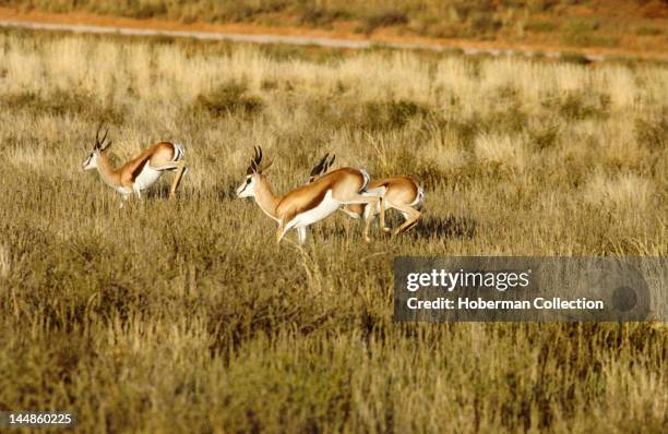 Springbok Running Beg Springbok Jumping Photos and Premium High Res Pictures - Getty Images