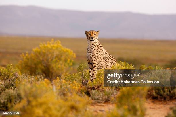 Cheetah